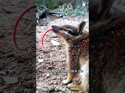 Numbat ❤️‍🔥 The Mammal Nobody Talks About!