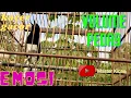 Download Lagu Masteran Kacer tipe dingin gacor abis untuk pancingan kacer bahan