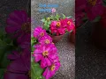 Lagu 119. #stek pucuk  enam jenis #zinnia #zinniaflower #bismillah semoga #tumbuh #indah #elok #shorts