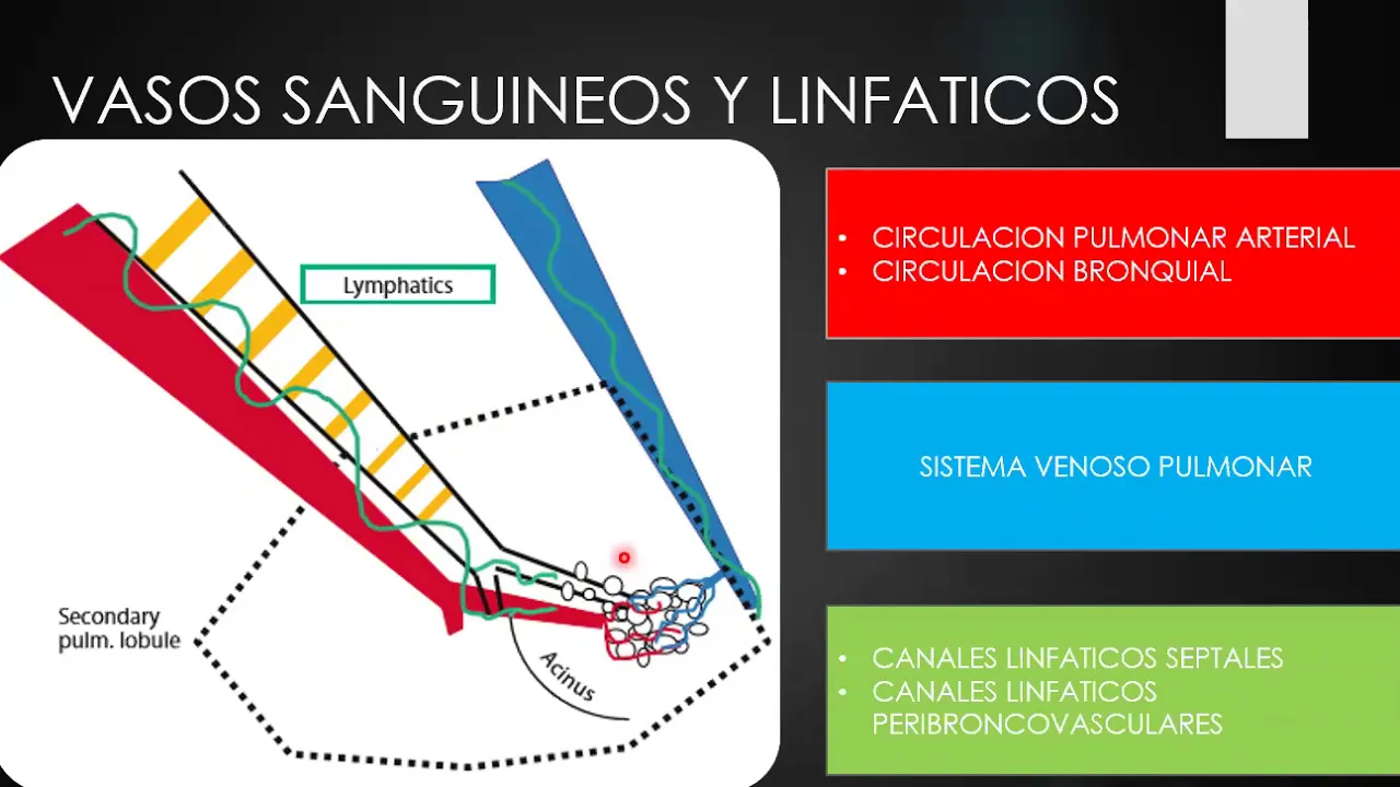 TCAR, LOBULILLO SECUNDARIO, ANATOMIA SEGMENTARIA DE TORAX POR TC