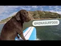 Download Lagu Surfing Dog Hangs Ten @KONASURFDOG