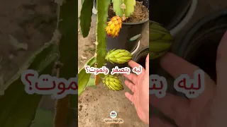 أسباب وعلاج تساقط زهرة نبات الدراجون فروت فاكهة التنين 