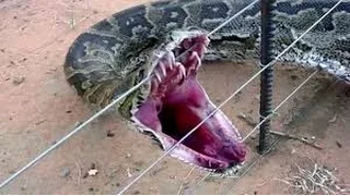 مشهد يحبس الانفاس عن تكاثر الأفاعي  تزاوج   وضع البيض   تفريخ دندنها