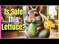 CAN RABBITS EAT ALL KIND OF LETTUCE
