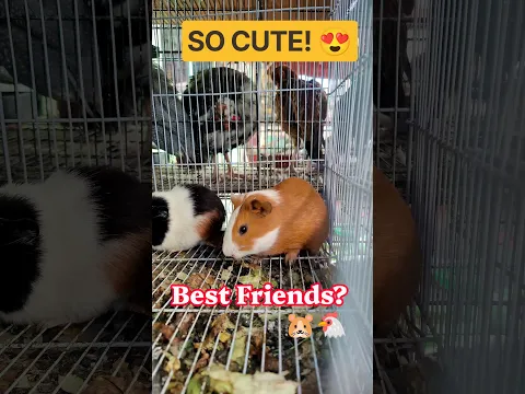 Guinea Pigs And Chickens Living Together? So Cute! ππΉπ