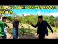 Download Lagu BANG REY TERBARU‼️LINDUNGI JABRIK DARI CENGKRAMAN MAHESA