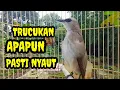 Lagu Suara burung trucukan gacor memanggil lawan Pancingan trucuk betina memanggil jantan agar bunyi