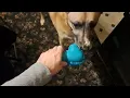 My Dog s BarkBox Christmas Theme 23 Episode 1646