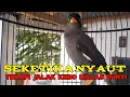 Download Lagu jalak kebo yg diam seketika nyaut dengar suara jalak kebo ini || pancingan jalak kebo