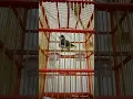 Download Lagu Suara burung kutilang gacor lokal asli tanpa isian,bikin terpancing emosi kutilang lain ikut ngotot