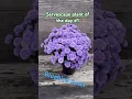 Lagu Servescape plant of the day #1! Bluebird Aster. https:// servescape.com #gardening