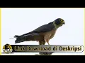 Download Lagu Suara Masteran Burung Alap-alap Macan