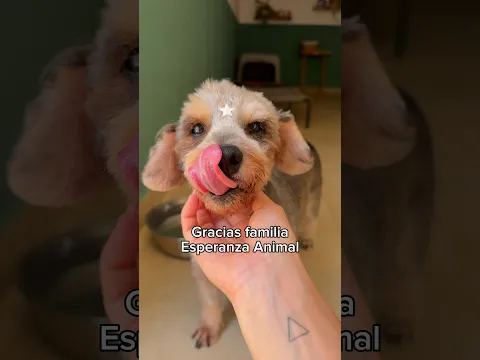 Verdad que el cambio es impresionante? 🥹 Gracias a ustedes Milaneso hoy tiene una vida hermosa