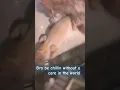 Download Lagu Geck is back #lyrics #music #spedup #song #funny #gecko #memes