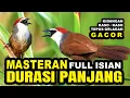 Download Lagu BURUNG KASO KASO GACOR SUARA JERNIH - PANCINGAN BUNYI DURASI PANJANG