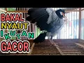 Hanya 2 MENIT SAJA Jalak Suren BAKAL NYAUT Ikutan GACOR Pancingan Jalak Suren ini