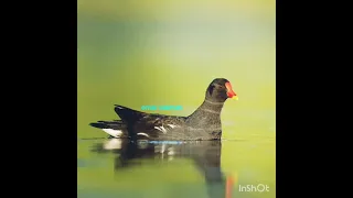 صوت فرخ الماء  عبيد المرع  عبد  صوت مضمون مجرب ١٠٠٪ دندنها