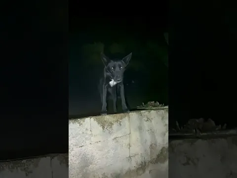 VEJAM SÓ ONDE A SAFIRA SUBIU! 😰 *temos que tirar ela de lá*