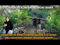 Download Lagu GAWAT JANGAN SAMPAI PARA JOMLO TAU KEHIDUPAN KAMPUNG PARA JANDA MUDA DI PELOSOK DESA - JAWA TENGAH