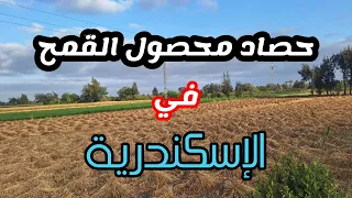 موسم حصاد القمح في الإسكندرية عند فلاحين محرم بك أهالي منطقة أبيس 