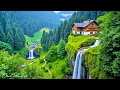 Download Lagu Zachte muziek, kalmeert het zenuwstelsel en behaagt de ziel 🌿 Helende muziek voor hart en bloed