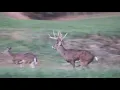 Welcome to Rocky Fork Whitetails 2021 Trailer Now Booking for 2022
