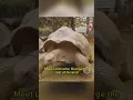 Download Lagu The Tragic Tale of Lonesome George