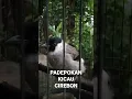 Download Lagu suara besetan burung kutilang emosi