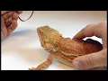 Lizard Harness Leash