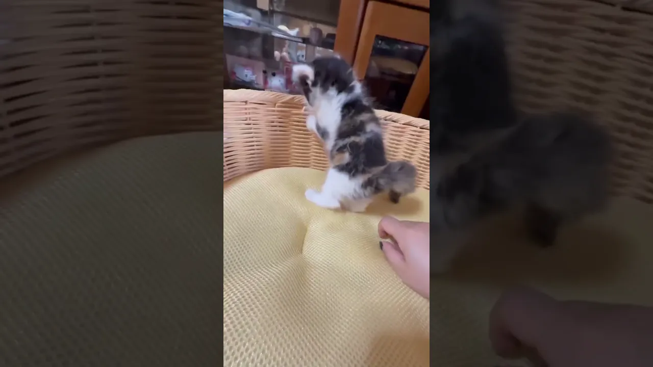 動画