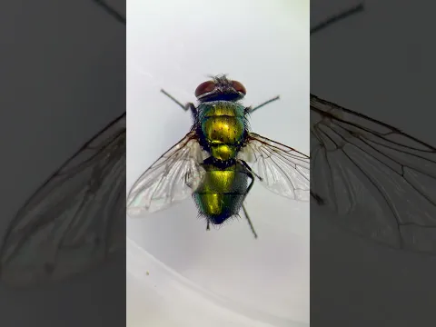 This insect can help solve serious CRIMES!