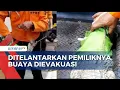 Download Lagu Ditelantarkan Pemiliknya, Buaya 1,5 Meter Dievakuasi Petugas | BERITA UTAMA