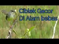 Download Lagu Pedas Ciblek alam liar pasti luar biasa