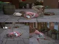 Download Lagu Chaves - 7ª Temporada - Chaves Derruba Dona Florinda e ela Escorrega Numa Casca de Banana