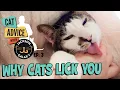 Download Lagu Why Do Cats Lick You? Is it Obsession or Affection?