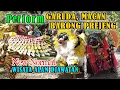 Download Lagu BURUNG GARUDA vs MACAN \u0026 BARONG PREJENG || Jaranan SATRIO WAHYU BLAMBANGAN