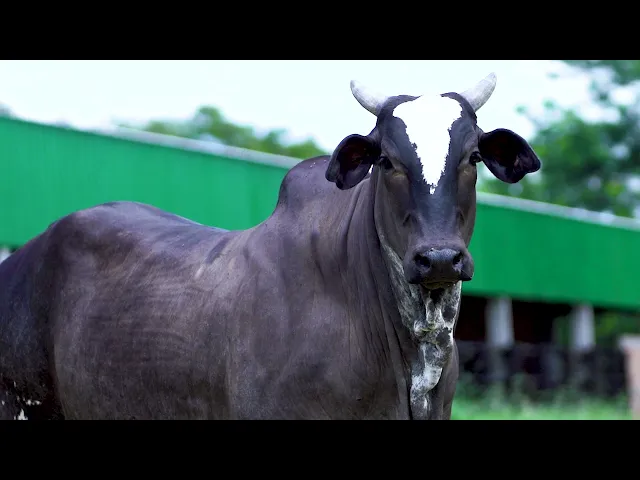 Matriz Nelore MLR - 102