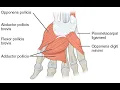 Repair intrinsic muscles of hand CPT code - simplify medical coding