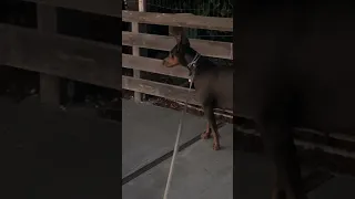 #fyp #dream #doberman #pets #youtube
