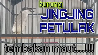 jingjing petulak gacor masteran burung kicau