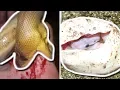 GNARLY PYTHON BITE SNAKE EGG CUTTING BRIAN BARCZYK