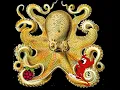 Shellcode for FreeBSD and Raspberry Pi OS