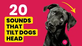 20 dog sounds that make dogs tilt their head left u0026 right