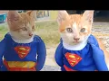 Download Lagu DJ Meow Meow Cat • Funny Superhero Cat • Playful Kitty