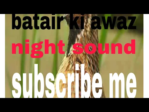 Download MP3 batair //Quail barid sound  #best batair sound