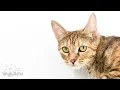 Download LIVE: Adoption room full of adorable cats and kittens! TinyKittens.com mp4 3gp mp3 videos - waplic