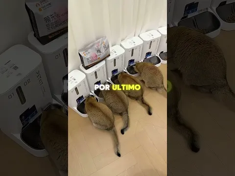 Creyó que había dejado comida de sobra… pero no esperaba encontrar esto 😳🐱