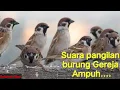 Download Lagu suara pikat gereja paling ampuh#burunggerejagacor #burunggereja