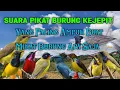Download Lagu MP3 Suara Burung Kejepit Burung Apa Saja Pasti Nempel