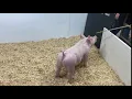 showpig com